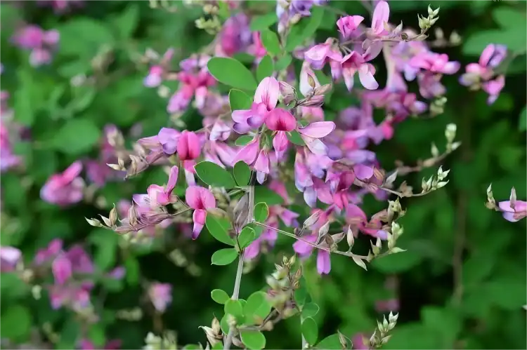 Lespedeza Capitata Extract for Natural Diuretic Applications